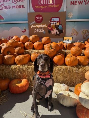 Grocery Outlet Bargain Market, $3.99 Carver Pumpkins